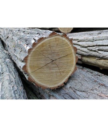 Dřevo akátu